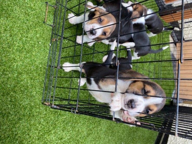 Beagle Puppies For Sale