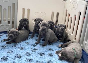 7 Stunning  Cane Corsos For Sale