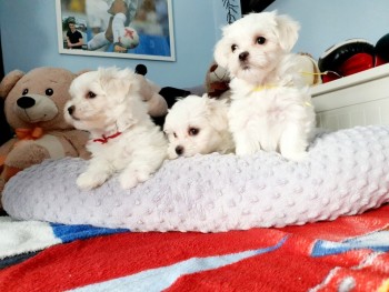 Maltese Pups