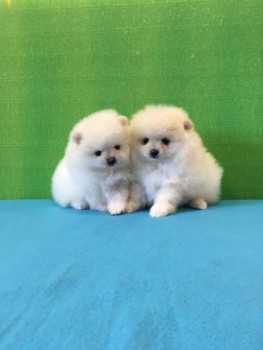 Pomeranians Puppies