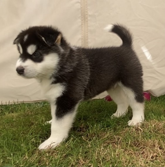 sSiberian Husky Puppys