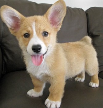 Handsome Male and Female Corgi Puppies