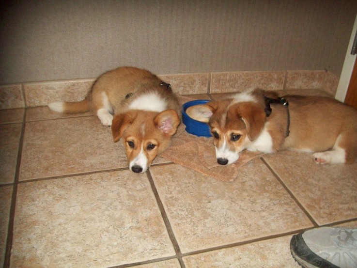 Well behave male and female Corgi Pups