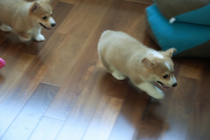 Precious and Adorable Corgi Puppies