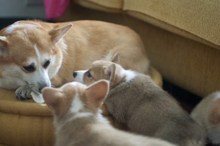 Precious and Adorable Corgi Puppies