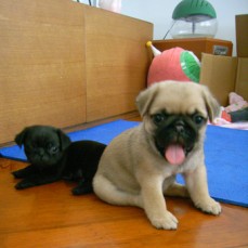 Fawn and Black Pugs Puppies Ready