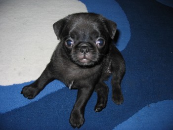 Pretty Boy and Girl Pugs Puppies For You