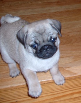 Registered Male and female Pugs Puppies