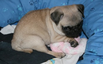 Purebred Male and Female Pugs Puppies