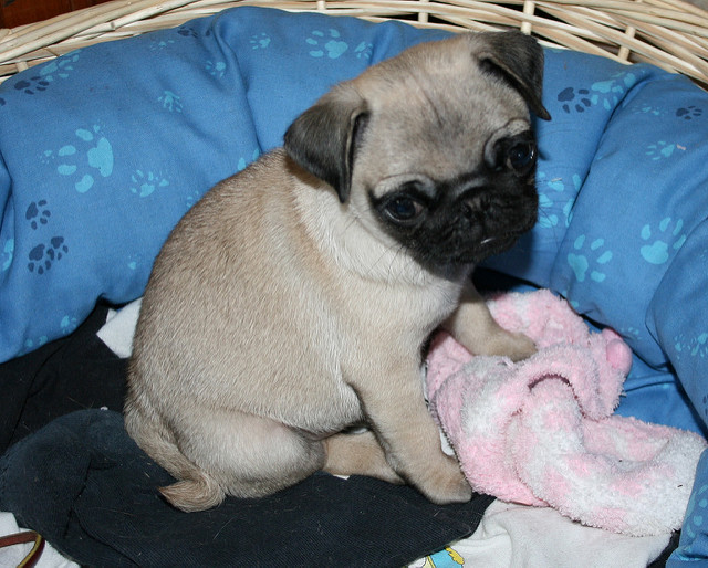 Purebred Male and Female Pugs Puppies