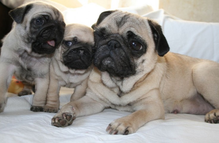 Social and Friendly Pugs Puppies