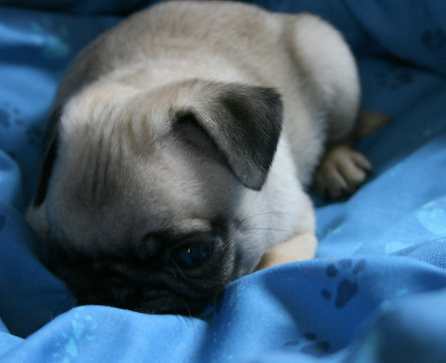 Litter Trained Male and Female Pugs Pups