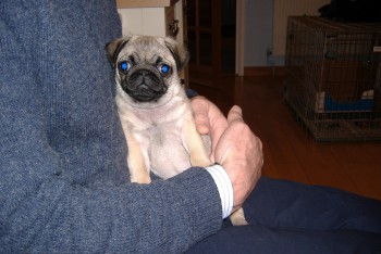 Playful Male and Female Pugs Puppies