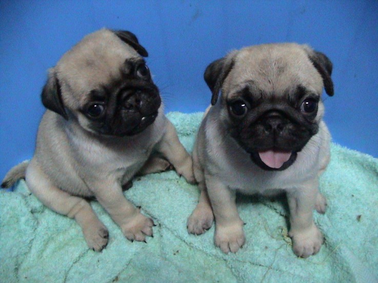 Active Male and Female Pugs Puppies