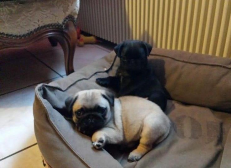 Amazing male and female Pugs Puppies