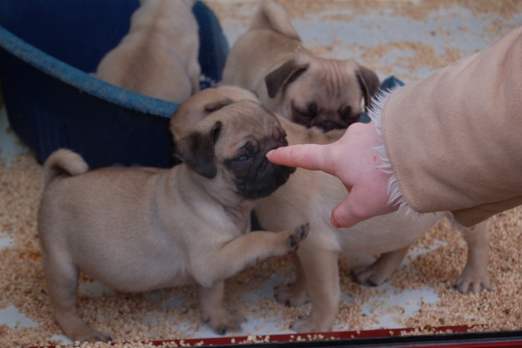 Mignone and short Pugs Puppies