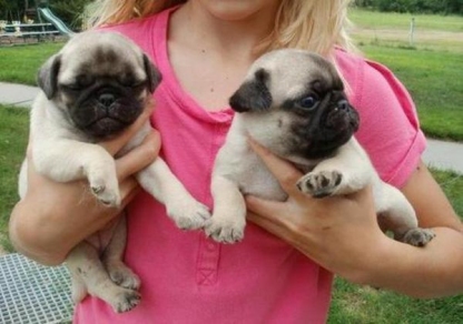 Adorable Pugs Puppies