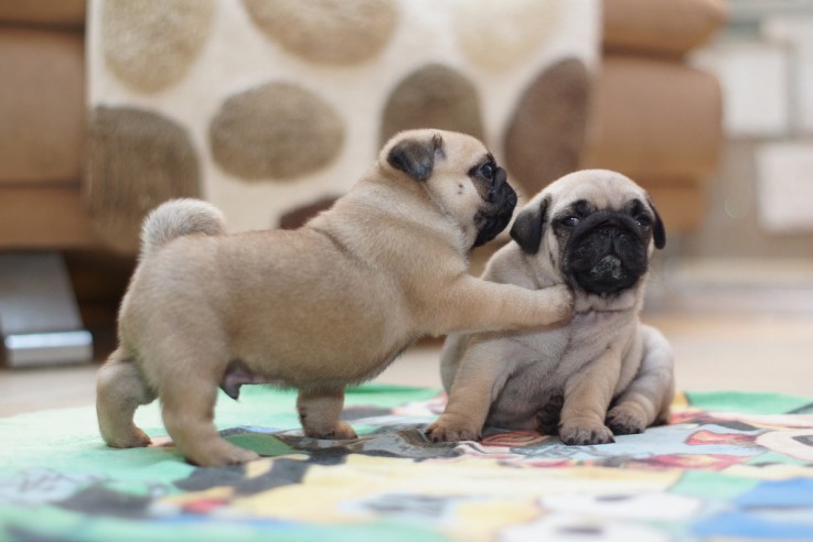 Intelligent Male and Female Pugs Puppies