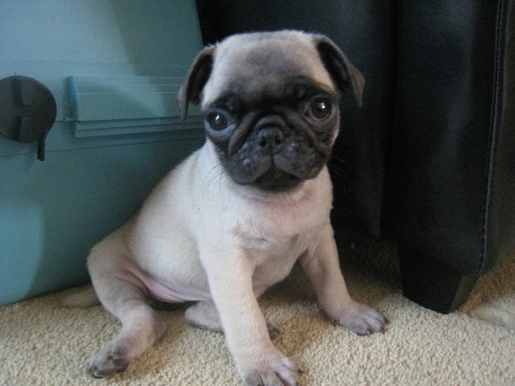 Awesome Male and Female Pugs Puppies