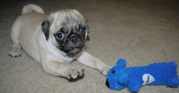 Doll Faces Pugs Puppies For You