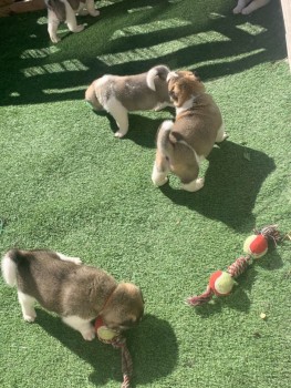 Outgoing Akita Puppies Available now