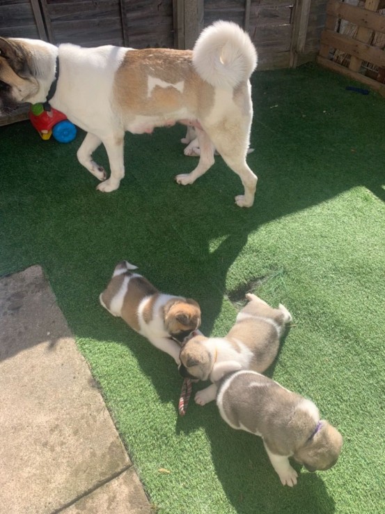 Outgoing Akita Puppies Available now