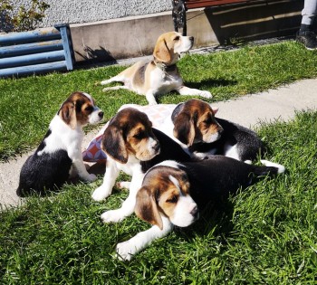 Purebred Beagle Puppies available 