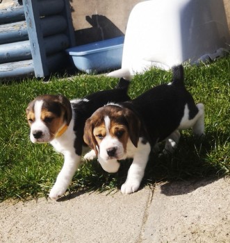 Purebred Beagle Puppies available 