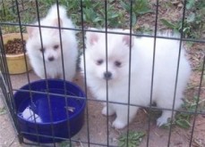 Stunning Pomeranian Puppies 