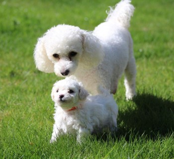 Gorgeous Bishon Frise Puppies for Sale