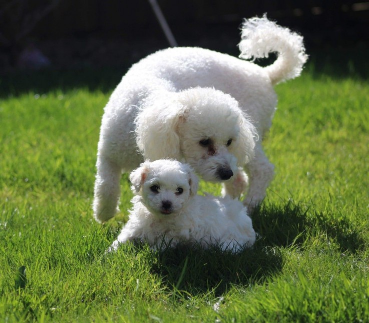 Gorgeous Bishon Frise Puppies for Sale