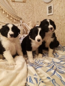 Border Collie Puppies