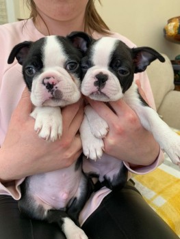 Boston Terrier puppies