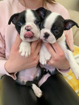 Boston Terrier puppies