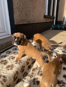 Boxer puppies looking for new home.