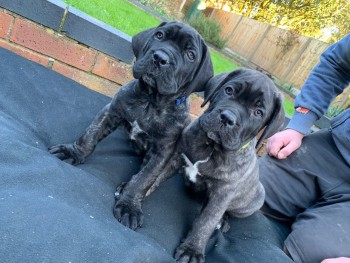 Cane Corso Puppiess