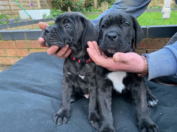 Cane Corso Puppiess