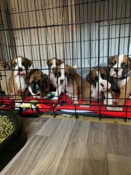 Boxer Puppies looking for their new home