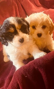 Cavachon Puppies 