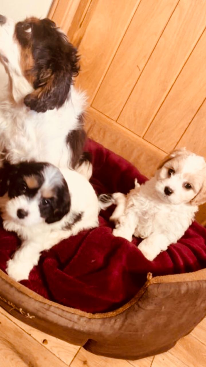 Cavachon Puppies 