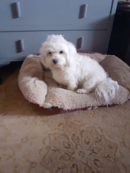 Maltese Terrier Male and female  Pup