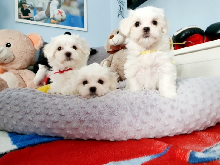 Maltese Pups