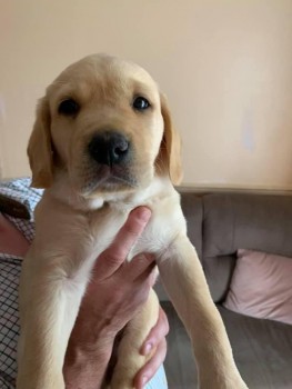 2 Labrador Pups avilable 