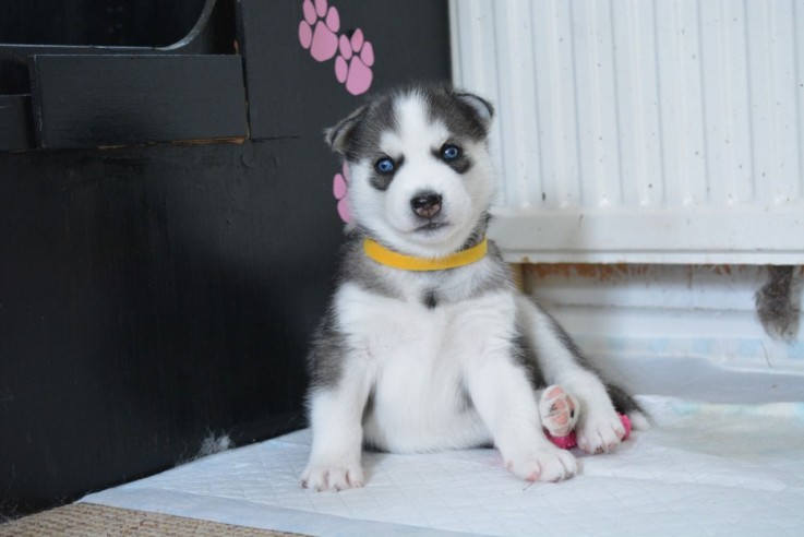 Pure Siberian Husky Puppies