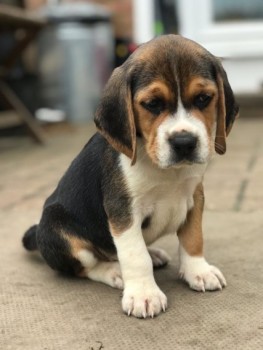 Beagle Puppies For Sale