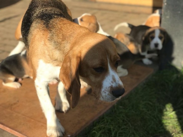 Beagle Puppies For Sale