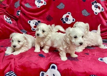 Maltese Pups