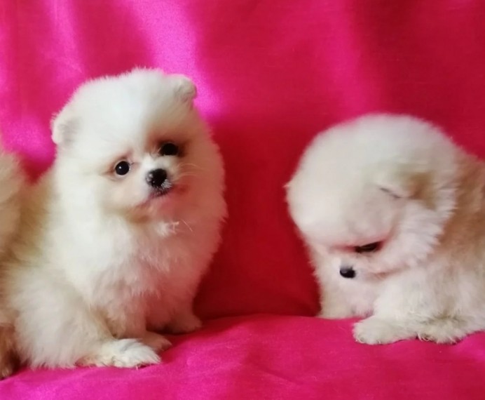 Pomeranians Puppies