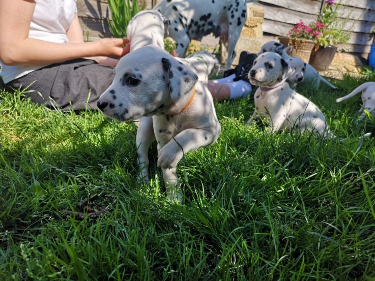 Dalmatian Puppies