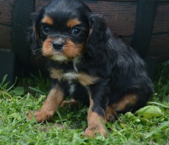 Cavalier King Charles Spaniel pups